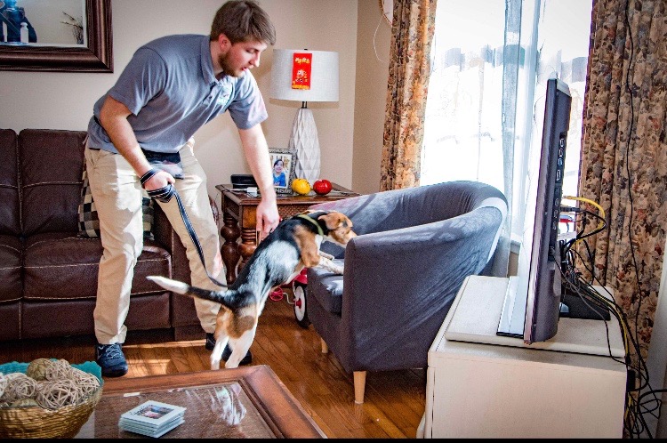 Punaises de lit à Paris - Dog Expertise Nuisible service de détection canine
