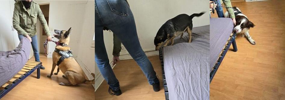 Pourquoi choisir Dog Expertise Nuisible ? Illustration : notre équipe de détection canine sur le terrain avec leur chien, et technicien expert expliquant une intervention à un client.